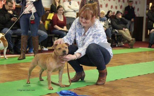 Dringshaw Storm Born 2nd mpb nwsbtc limit 18.1