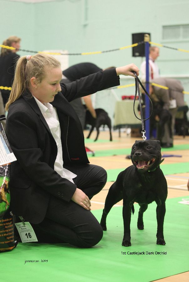 1st GB Castlejack Dark Orchid_edited-1