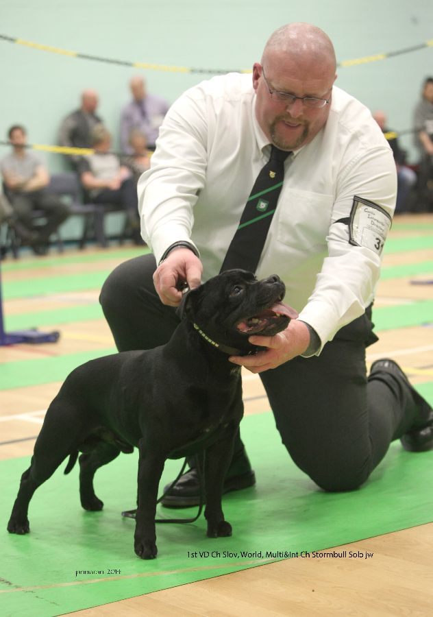 1st VD Ch Stormbull Solo