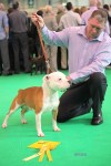 Pendlestaff Thunderbolt at Crufts 2012