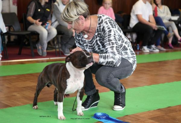 Web. Waystaff What A Cracker 2nd LD nwsbtc open 19_edited-1