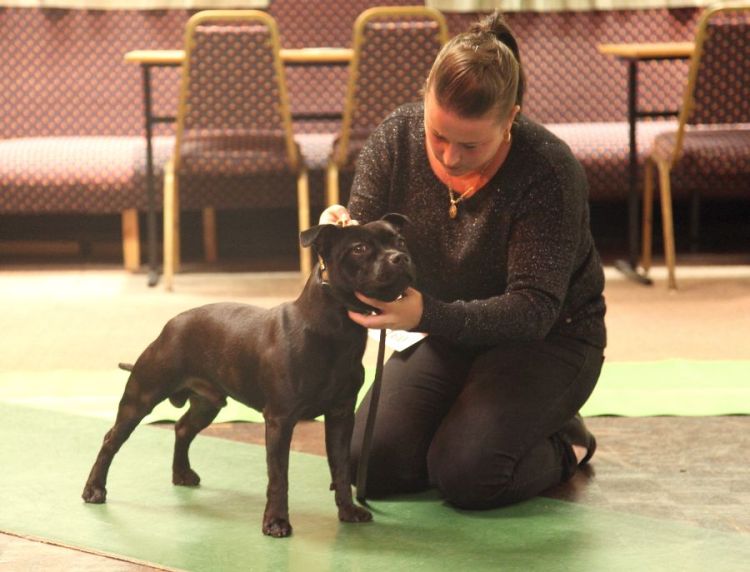 NW run off 9.12.15 puppy dog