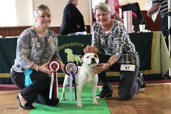 Web. BIS Mosstrooper Making Mischief At Waystaff JW imp NWSBTC open 19