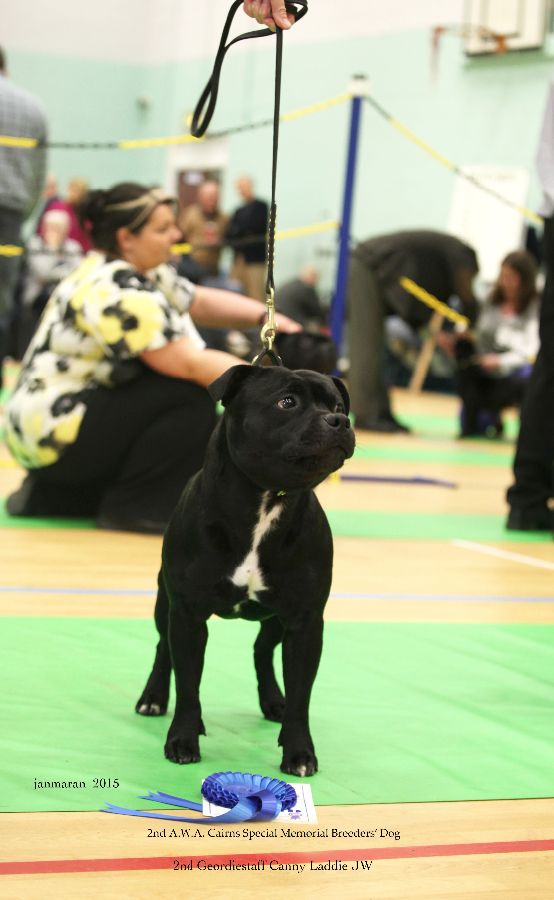 NWSBTC Ch show AWA Cairn special mem dog 2nd_edited-1