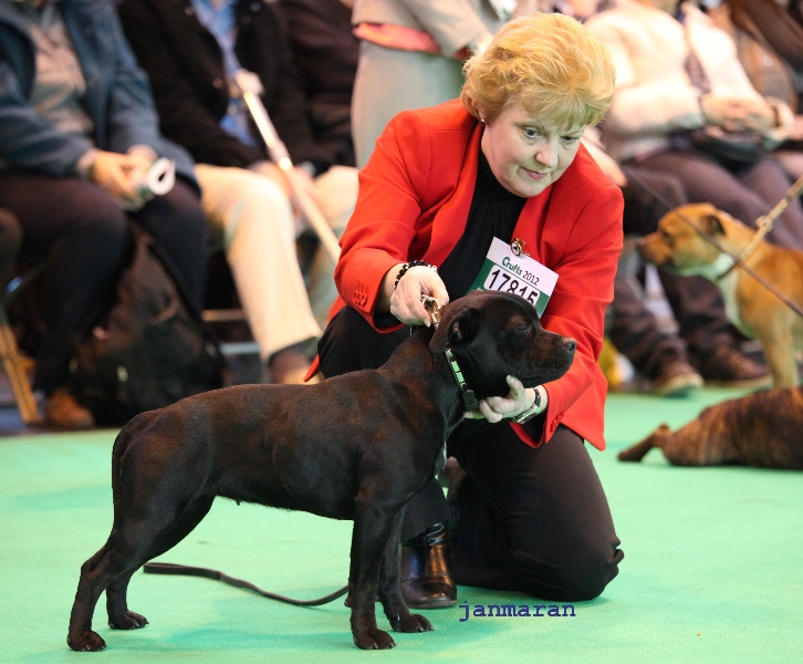 Howfenstaff Paddy's Girl at Paljaz, Crufts 2012