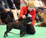Howfenstaff Paddy's Girl at Paljaz, Crufts 2012