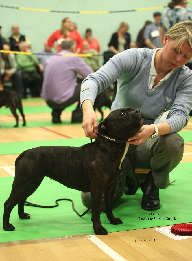 LB&BCC Tagstane Fucshia Struck