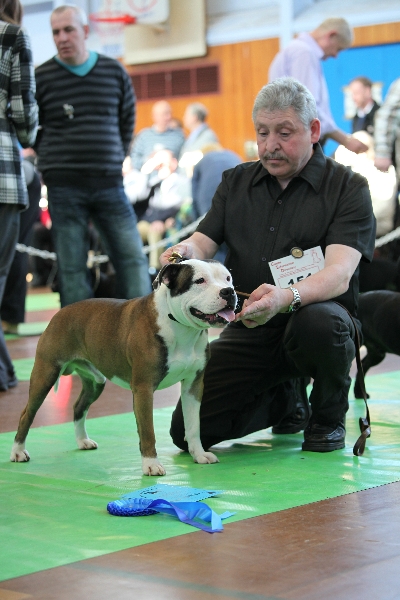 Arundelstaff Winstons Boy