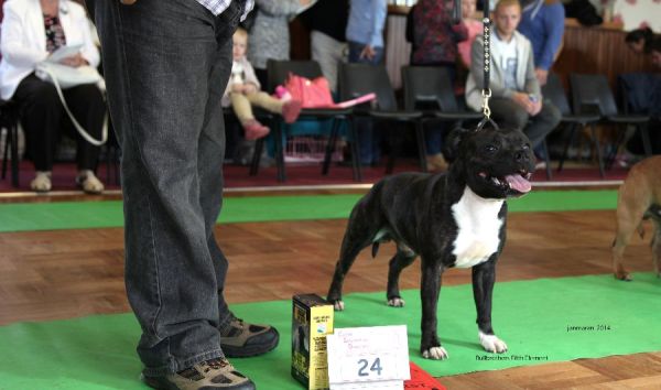 Web. Bullbrothers Fifth Element 1st md 1st nd nwsbtc open 19_edited-1