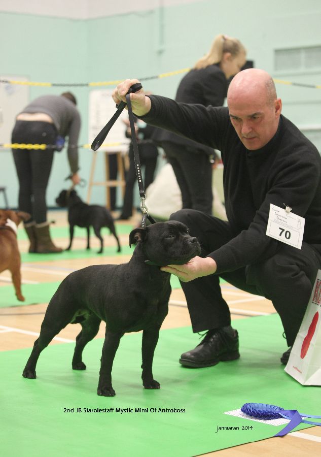 2nd JB Starolestaff Mystic Mimi of Antroboss