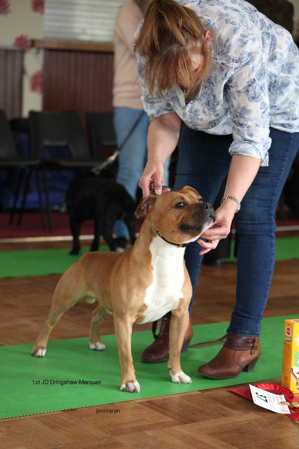 1st JD nwsbtc open show 11.10