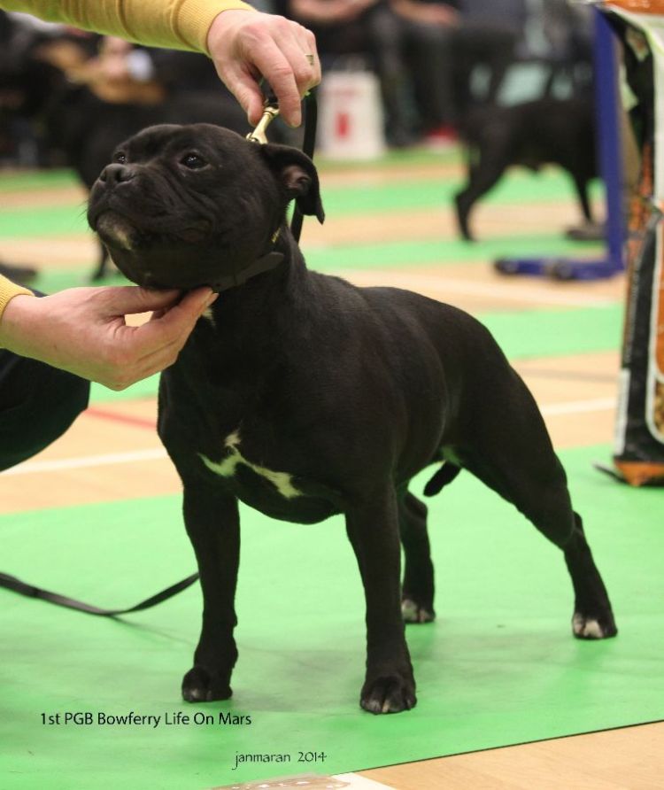 1st PGB Bowferry Life On Mars