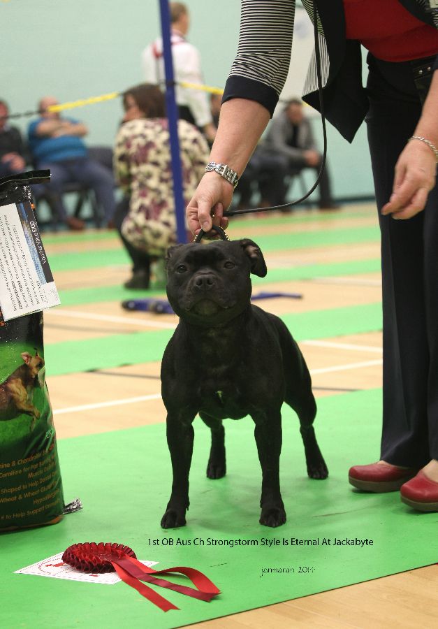 1st OB Aus Ch Strongstorm Style Is Eternal For Jackabyte