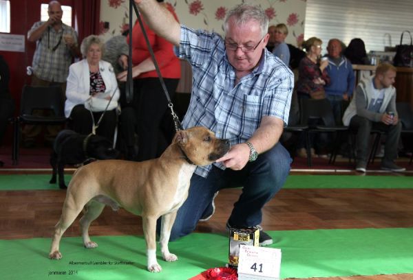 Web. 1st LD albermarbull gambler for staffmaster nwsbtc open 19_edited-1