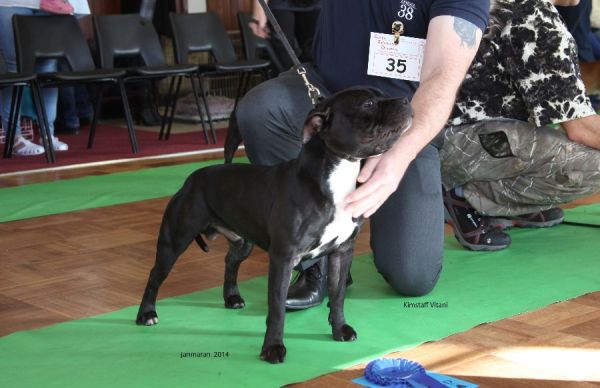 Web. Kimstaff Vitani 2 jd nwsbtc open 19_edited-1