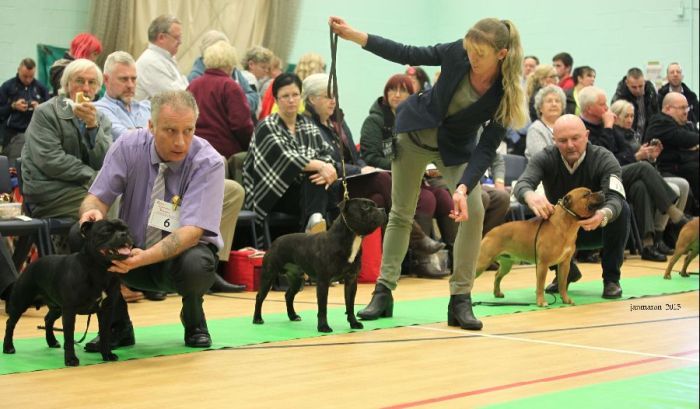 NWSBTC Ch show OD Class