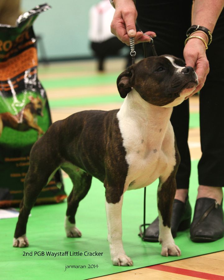 2nd PGB Waystaff Little Cracker