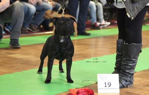 1GB jefmor straight as a die NW LS 18.1