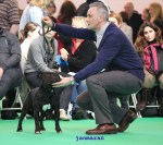 Bullhawk Code Master at Kalverin, Crufts 2012