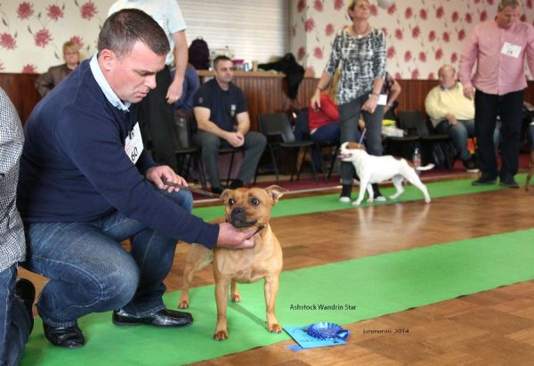 Web. 2nd lb Ashstock Wandrin Star nwsbtc open 19_edited-1