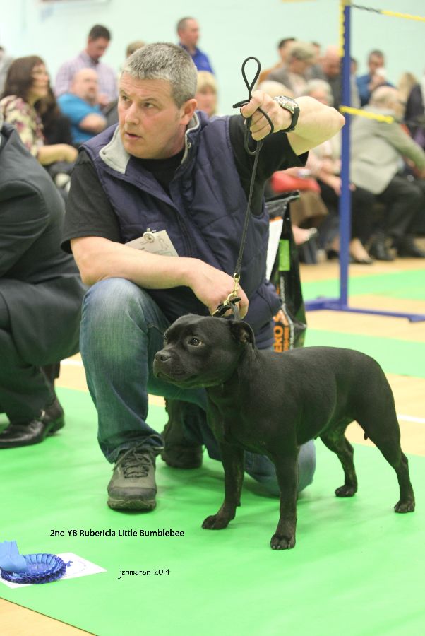 2nd YB Rubericla Little Bumblebee