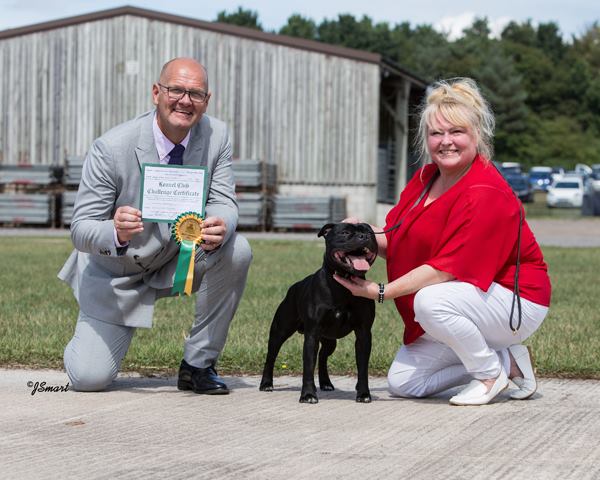 Paignton DCC Elitebulls Challenger 2